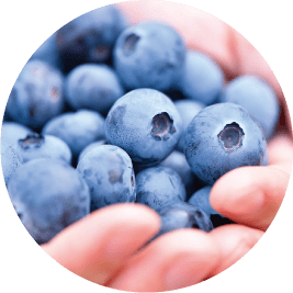 Blueberry-picking