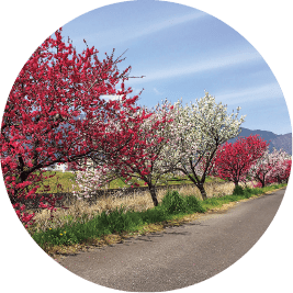Hanamomo Kaido (Peach Blossom Lane)